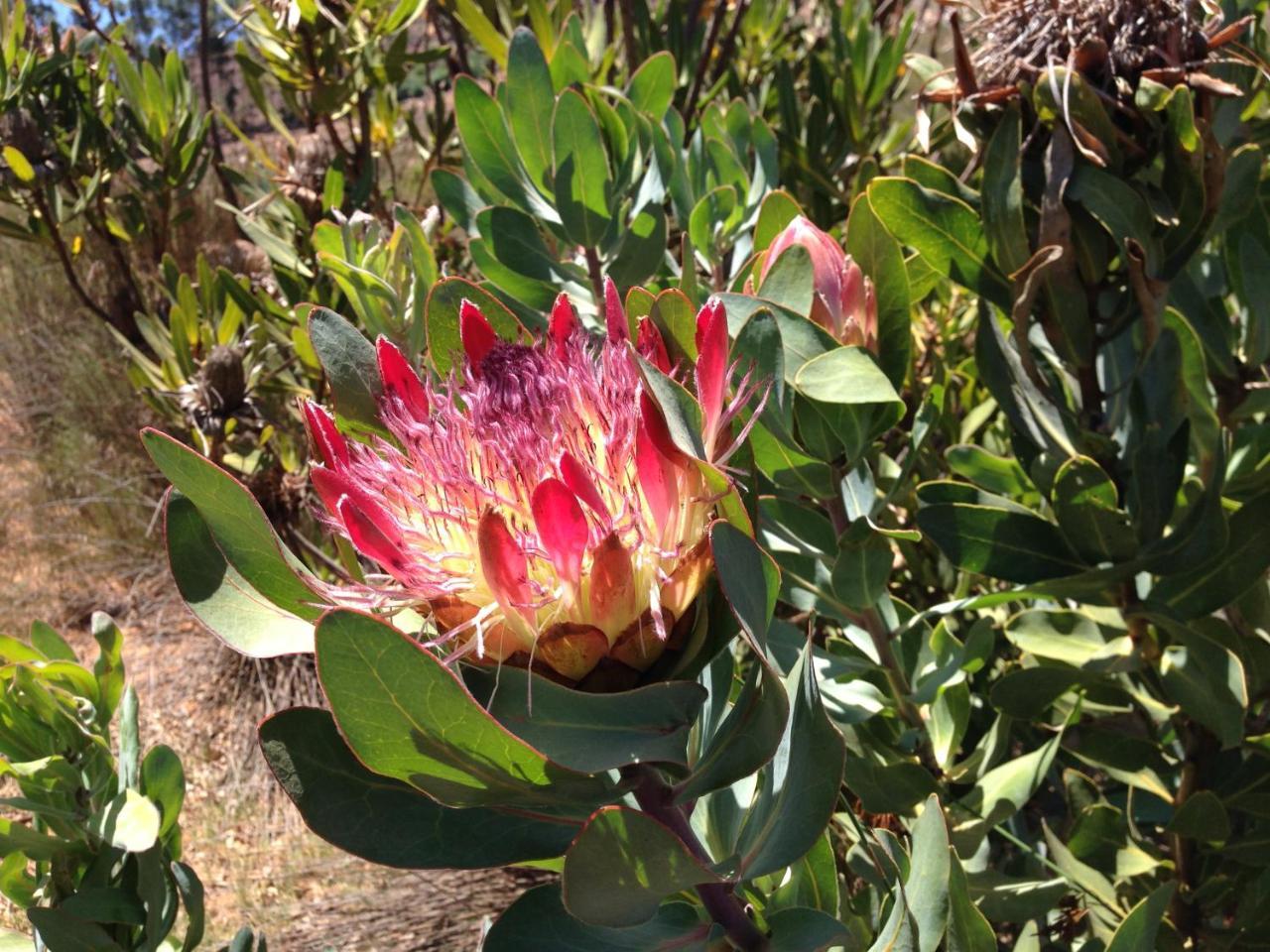 Alba House Guest House Paarl Eksteriør bilde